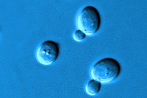 RESEARCH: Yeast supplementation in newly weaned pigs