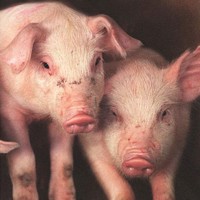 Pig disease PRRS reported in north Vietnam