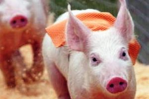 No pig racing this year at US farm fair
