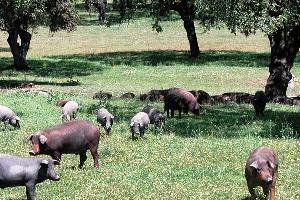 RESEARCH: Australia examines Iberian traditional pig farming