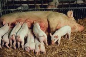 RESEARCH: Progesterone supplementation effect on pig embryo survival