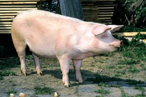 Czech Republic’s pork self-sufficiency drops