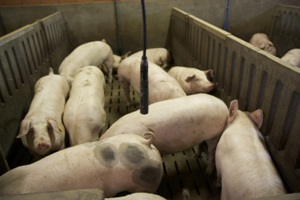 Fancom launches sound system to detect coughing in pig houses