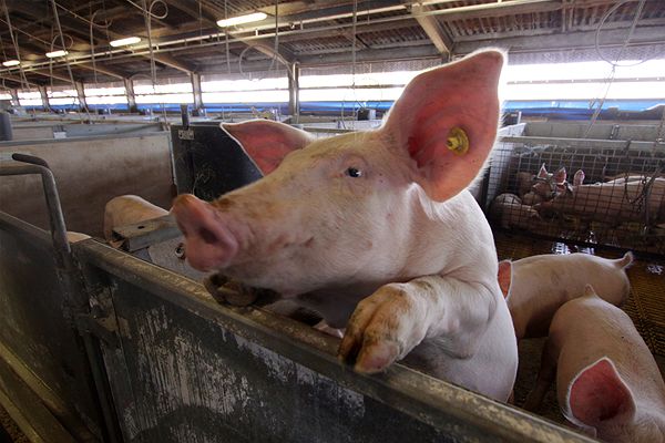 No end to suffering yet for US pork industry