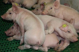 Hamlet Protein launches soya-yeast supplement for piglets