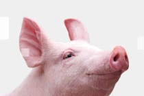 France: pig genetics company Nucleus launches new website