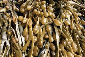 Olmix chooses seaweed as focus of production