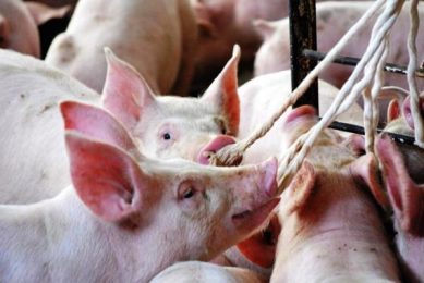 RESEARCH: Persistent threat of swine flu viruses