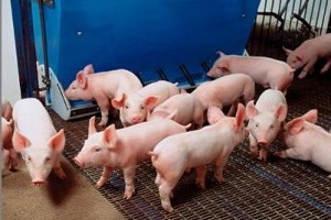 Support for Canada’s swine genetics gives pig exporters competitive edge