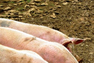 France discusses antibiotic resistance in pigs