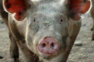 African Swine Fever outbreaks may slow down