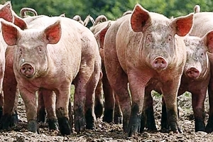 Namibian farmers called to join pork market promotion scheme