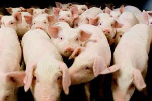 Estonian farmers: WTO-member Russia should lift pig import ban