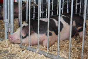Swine at farm fairs associated with 305 cases of influenza A