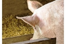 RESEARCH: Enzyme supplementation in growing pigs