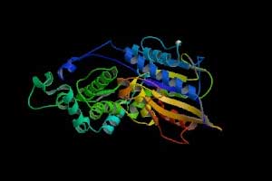 RESEARCH: Phosphorus digested better in fermented soybean meal