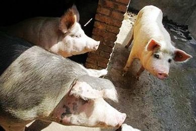 Cambodian pig farming changes hands: locals pushed out