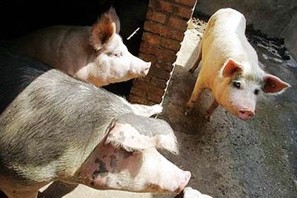 Cambodian pig farming changes hands: locals pushed out