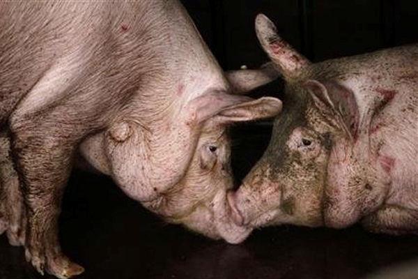 EU aims to supply Russia with 7m pigs annually