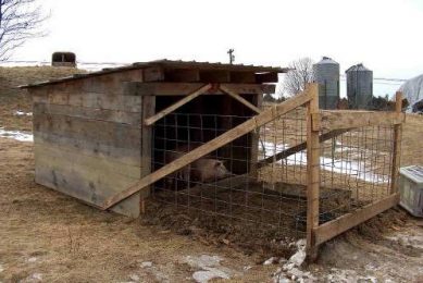 RESEARCH: Effects of removable pig houses on growth performance