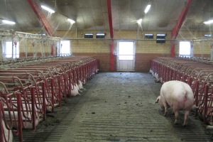 Swine management changes with switch to group housing