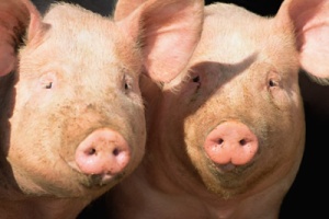 Jamaica: Pig farmers get FAO bio-energy assistance
