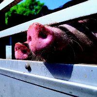 UK: pigs can soon be transported again