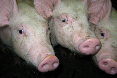 “African Swine Fever spreads due to hunting”