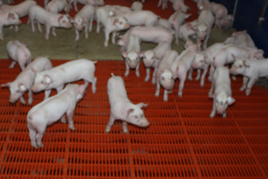 Trial: Pigs do not play role in Schmallenberg spread