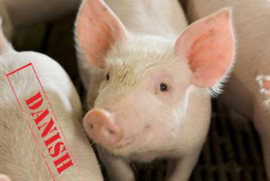 Rise in antimicrobial use in Danish pig production