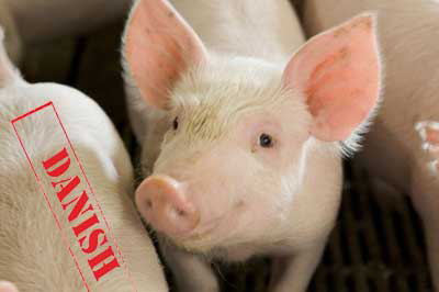 Rise in antimicrobial use in Danish pig production