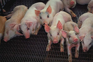 Liquid in-feed antimicrobial can reduce PEDv risk
