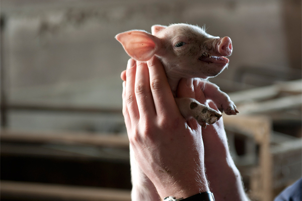 Piglet brain to model for human research