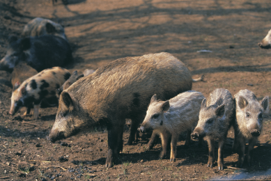 Wild boars threaten Finnish pork export