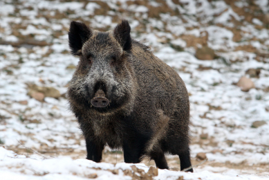 ASF outbreaks: Russian pig farms recovering