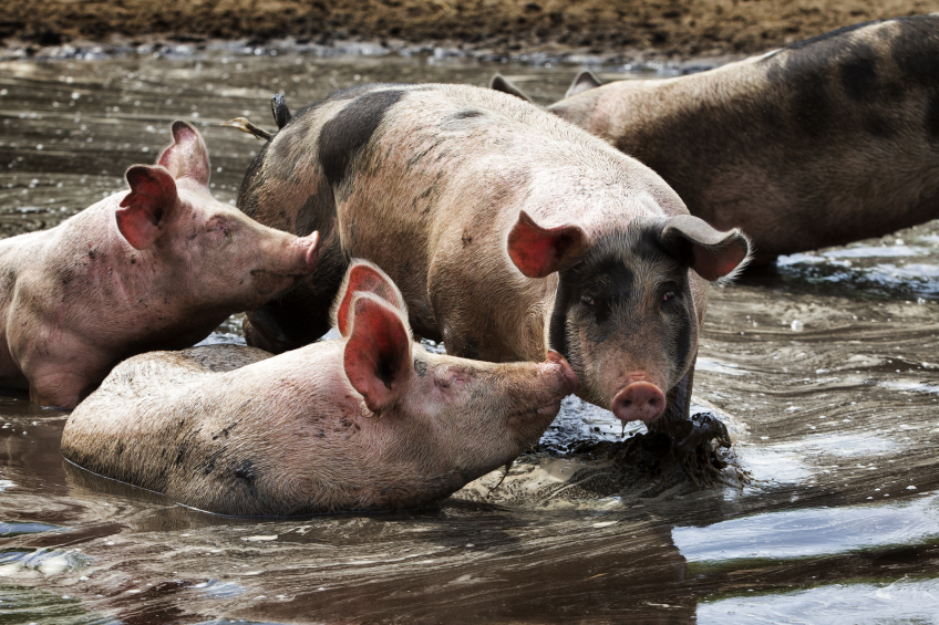 Canadian pork producers levy funds for more pig health