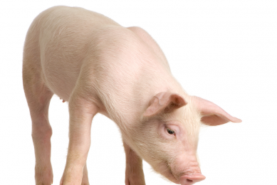 Feed survey shows pig feed as largest growth sector