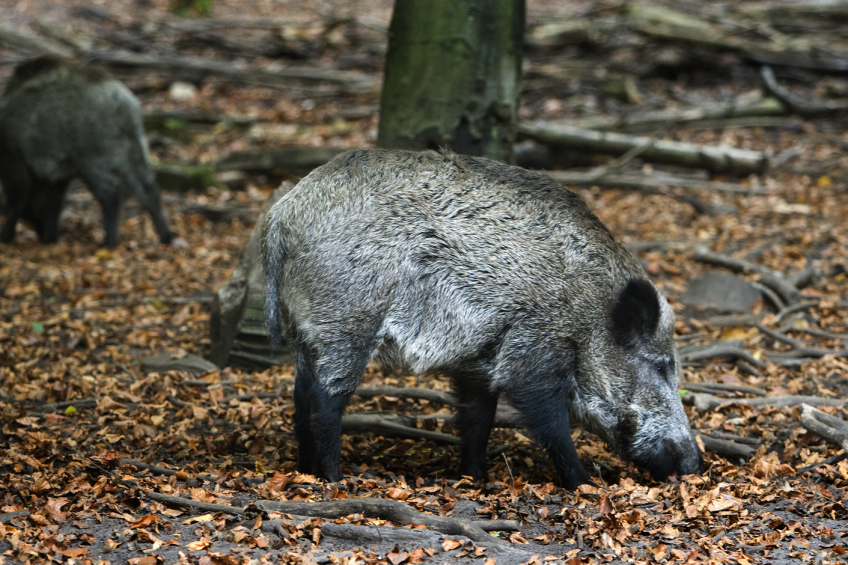 New ASF outbreaks reported in Lithuania