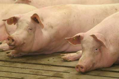 Shoulder ulcers affect behaviour of sows