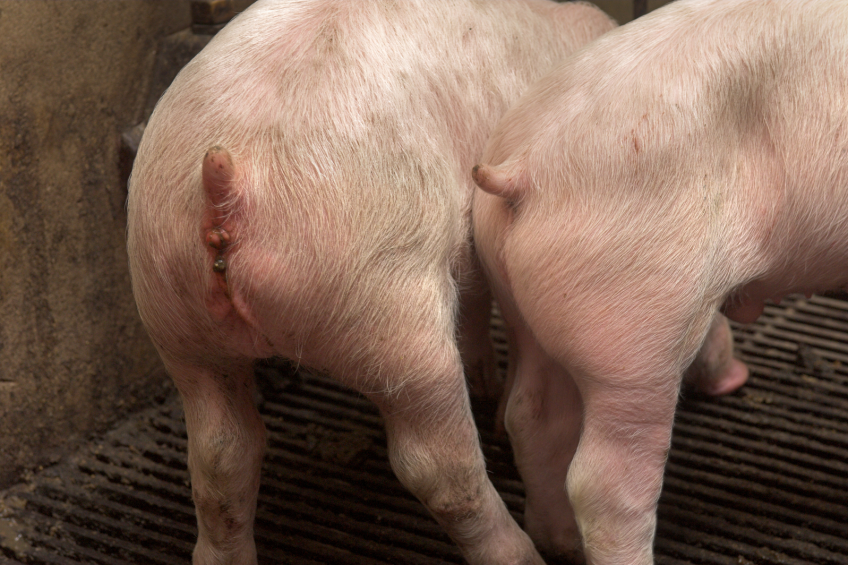 Preventing diarrhoea in piglets with Detach