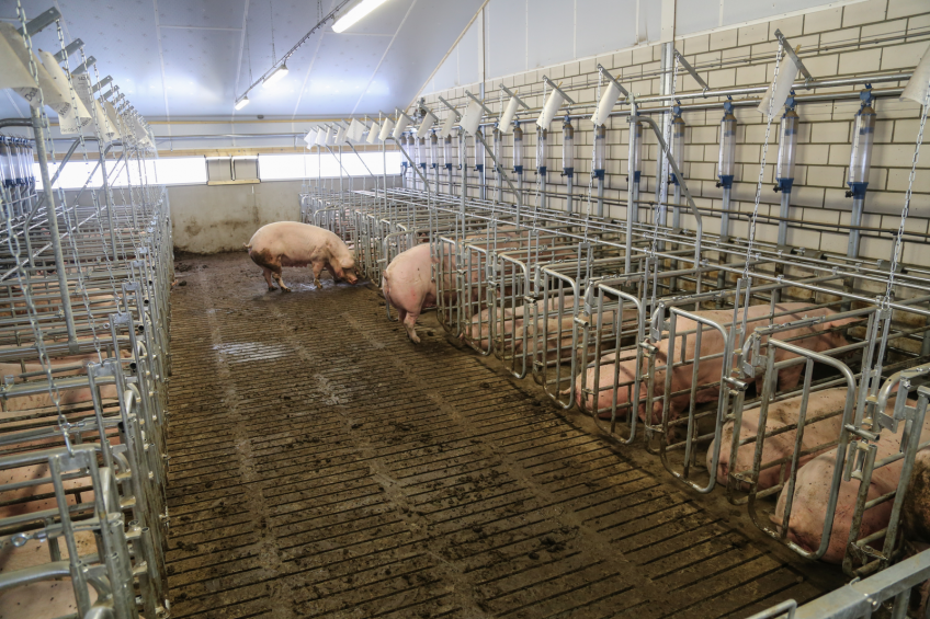 16 million euro pig farm in Central Ukraine
