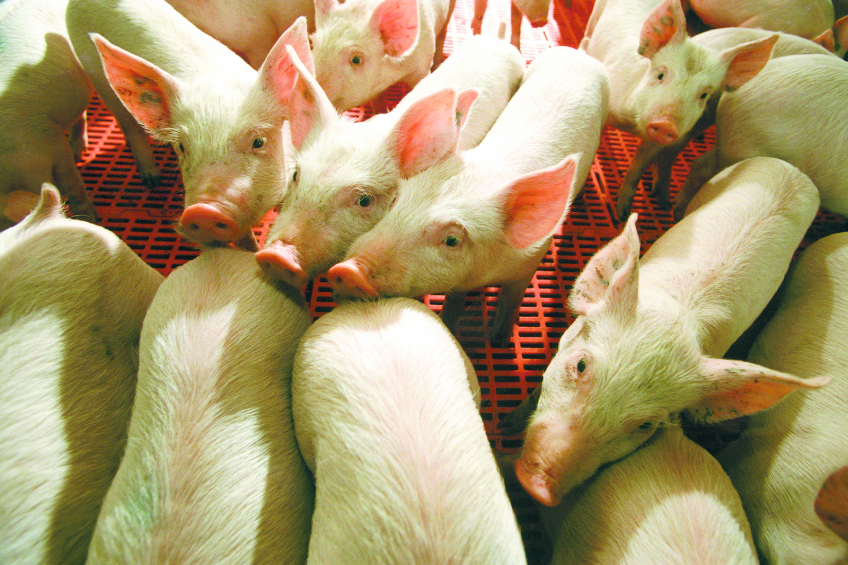 Thermal images can be used to detect disease in pigs