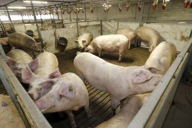 US pig herd largely recovered from PEDv