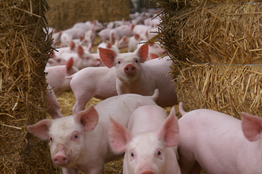 S. suis widespread in pigs with changes in rearing