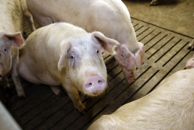 Stress makes pigs more susceptible to disease