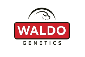 Waldo Genetics Swine Industry Scholarship – applications open