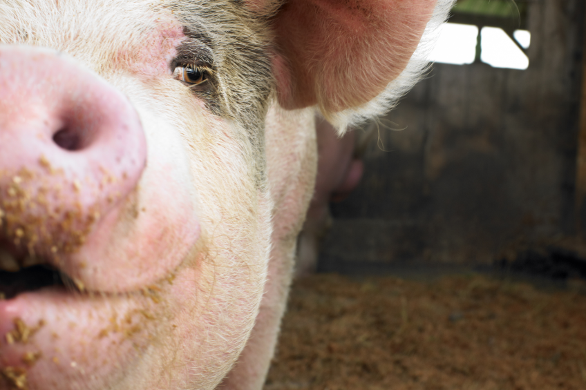 Canadian Pork Council supports antimicrobial resistance action