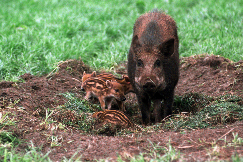 Pig farmers call for wild boar cull