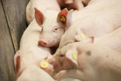 Using viruses to treat infections in pigs