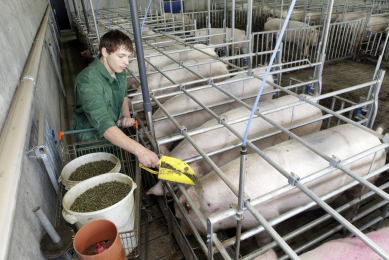 Linking nutrient requirements with animal health